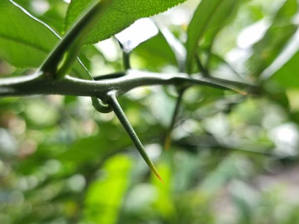 istock Thorns of kaffir lime branches. Finger prick. Blurred background. Natural disaster. 1527041161