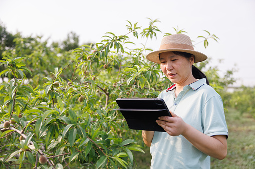 A farmer woman is using a digital tablet in an orchard