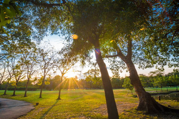 istock Sunset at public park with light beam on tree and meadow 1527045893