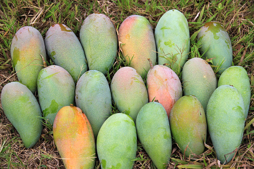 Juicy Raw Mangoes on the Green Grass - Delicious and Nutritious Summer Fruit.