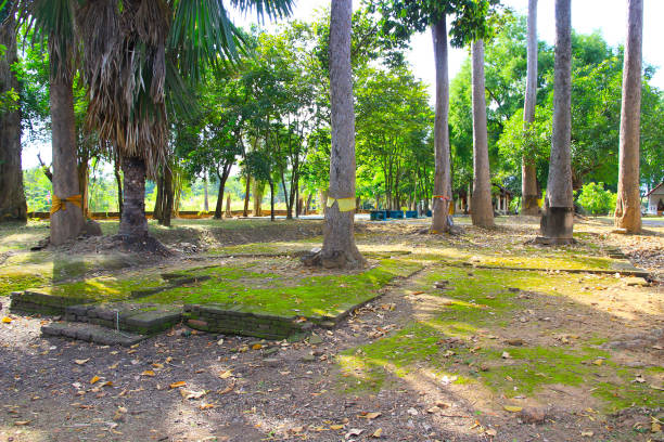 istock Tranquil Ancient Temple Courtyard: Discover Peace and History Amidst Towering Tree Trunks. 1527058815