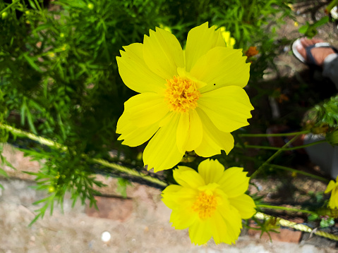 A Beautiful cosmos plant, known as Cosmos sulphureus, is a species of flowering plant in the sunflower family Asteraceae