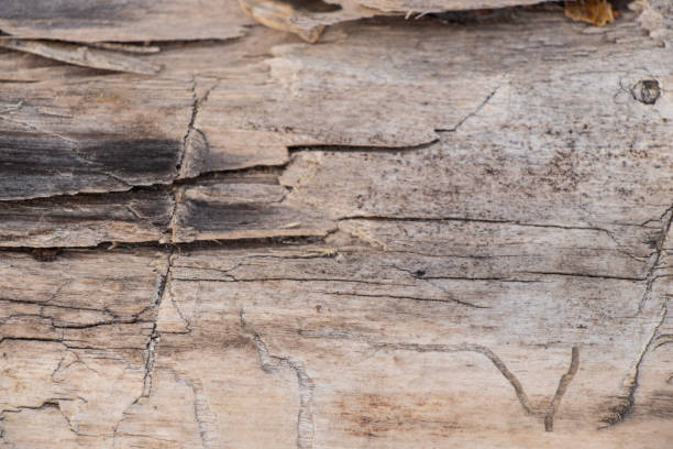 istock tree in the forest old bark background close-up 1527109253