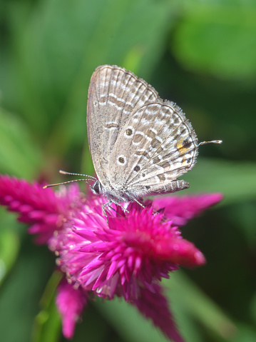 Butterfly Luthrodes pandava species lycaenid stays in Pink Cock's comb Amaranth flowers closeup detail texture