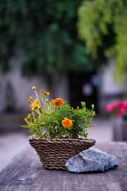 vase of flower on old table