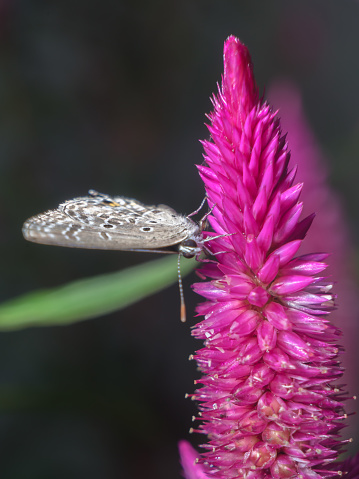 Butterfly Luthrodes pandava species lycaenid stays in Pink Cock's comb Amaranth flowers closeup detail texture