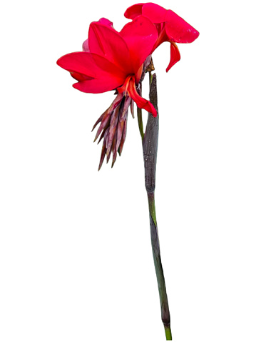 Isolated red canna flower on white background.