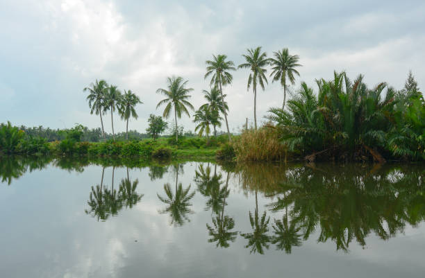 istock Water coconut trees at sunny day 1527161371