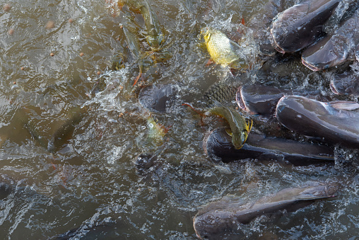 Trout in fishpond