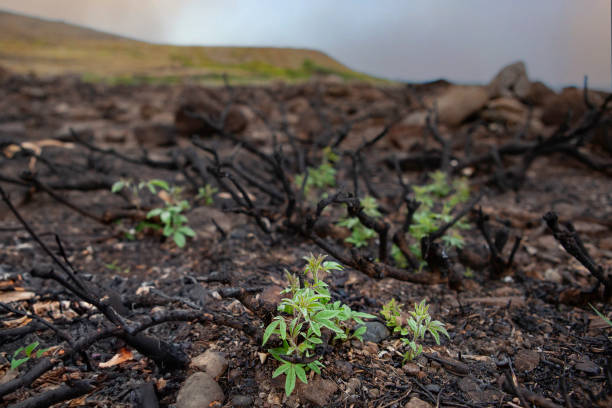 istock New Plant Shoot Emerges Amidst Burnt Forest Landscape 1527204042