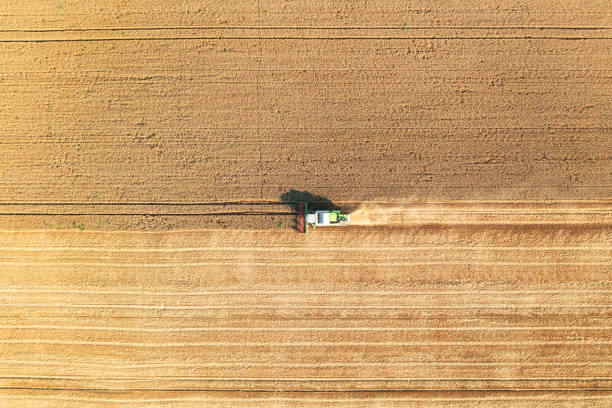 istock A combine harvester in the field is harvesting grain. 1527209202