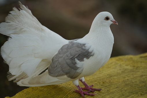 Dove resting on the ground