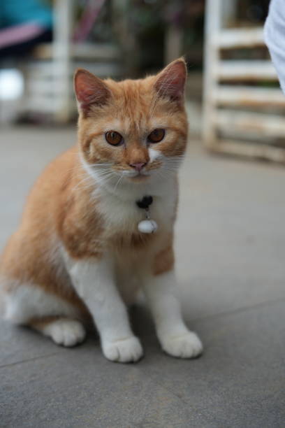 istock Cute little cat with orange eyes 1527269551