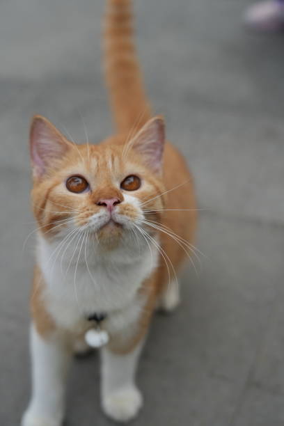 istock Cute little cat with orange eyes 1527269914