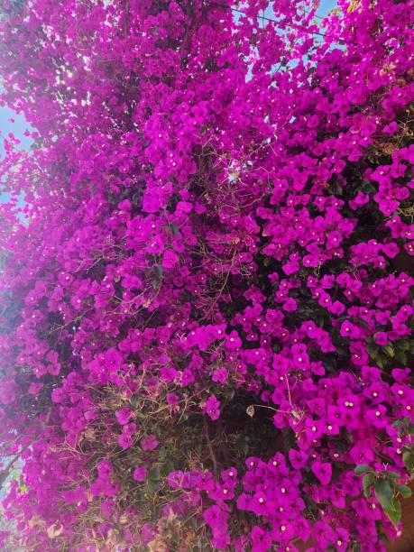 istock Summer Pink Bougainvillea 1527295772
