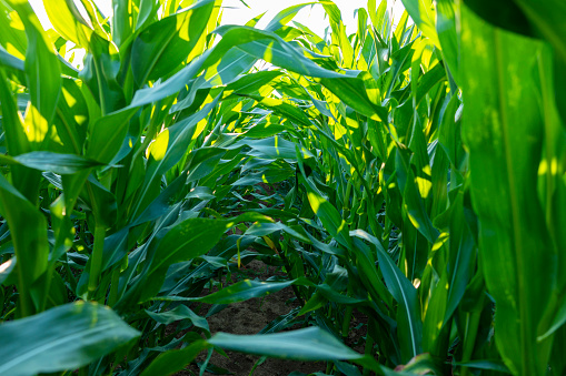 Green Corn Field
