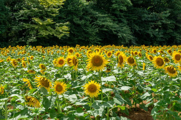 istock Sunflower with sunflower field and blue sky. 1527322862
