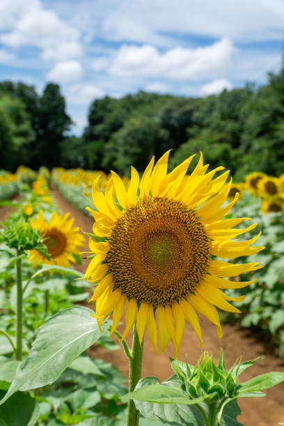 istock Sunflower with sunflower field and blue sky. 1527322865