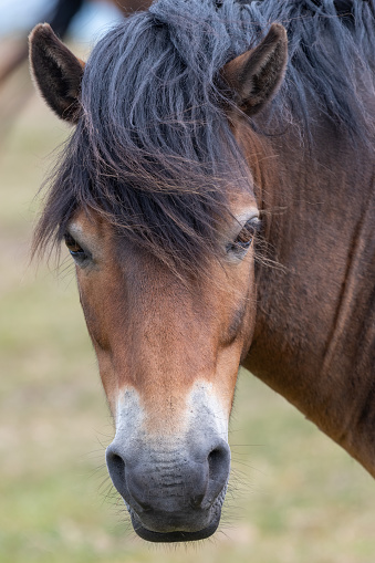Portrait of a brown horse, mane fluttering in wind