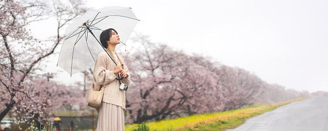 Rainy day with sakura cherry blossom on spring season in japan. Young adult japanese woman using umbrella. Outdoor lifestyles travel in nature. Banner size background.