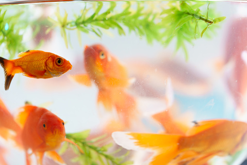 goldfish aquarium