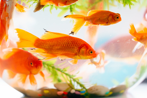 goldfish aquarium