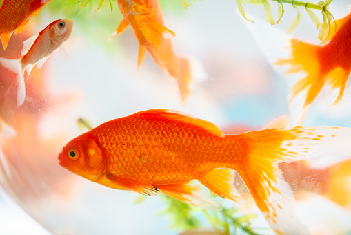 profile of goldfish isolated on pure white background,  see also: