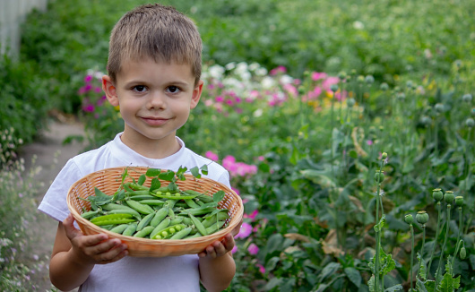 the child is holding a basket with freshly picked peas. Selective focus