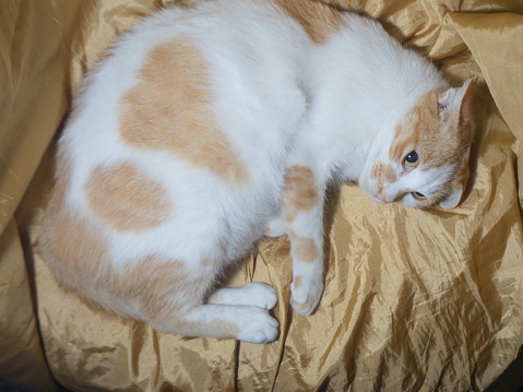 Cat sleeping on chair covered with gold cloth fabric