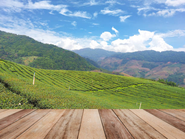 istock Green tea field with blue sky and white clouds. 1527432233