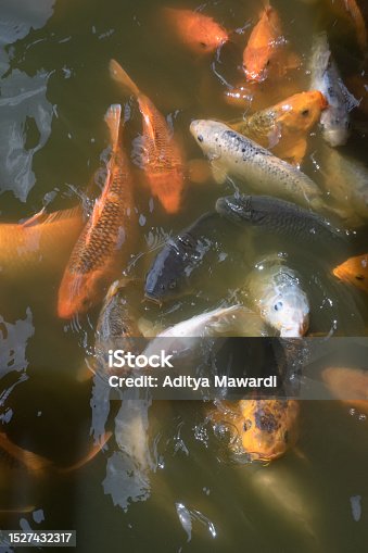 istock Lot of Koi fish a lot of colors white orange yellow go to water surface on large fish pond 1527432317