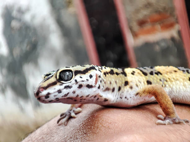 istock baby leopard gecko 1527439299