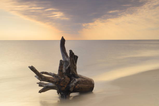 istock Wood on the shore 1527441248