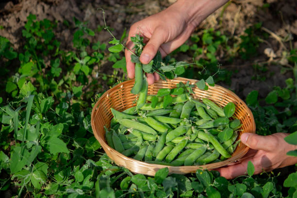 istock a farmer collects peas in a basket. 1527443304