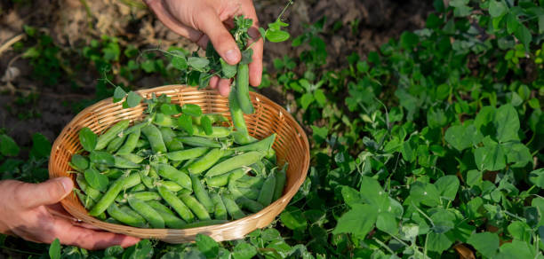 istock a farmer collects peas in a basket. 1527443306