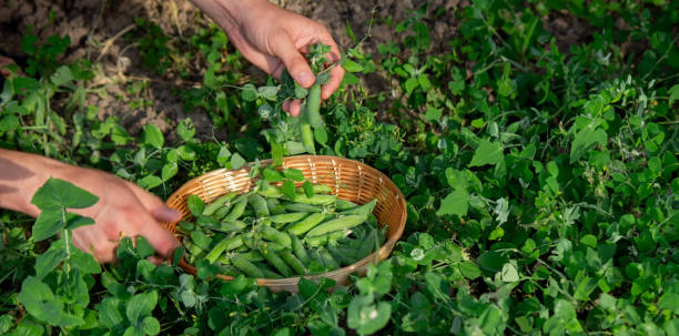 istock a farmer collects peas in a basket. 1527443307
