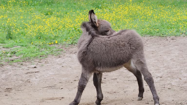 Little donkey on the meadow