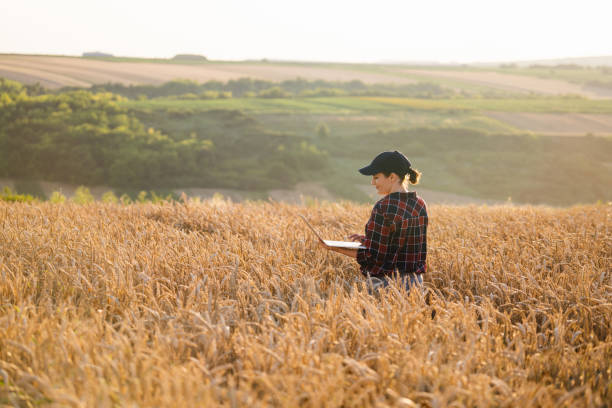 istock Woman farmer working with laptop on wheat field 1527496636
