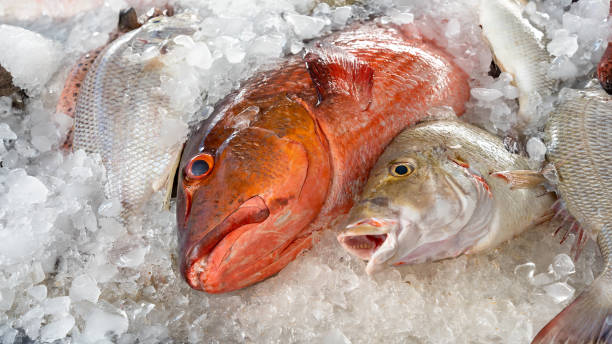 pêche fraîche de vivaneau rouge exposée à la vente - fish catch of fish seafood red snapper photos et images de collection