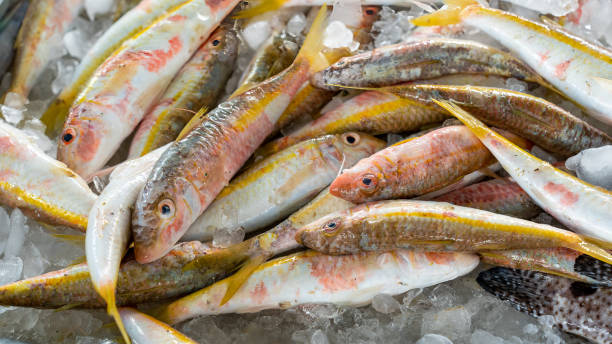 istock Fresh catch of fish on display for sale 1527528082