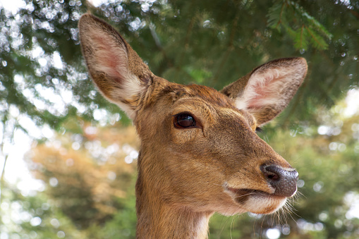 female deer close-up on the background of coniferous trees