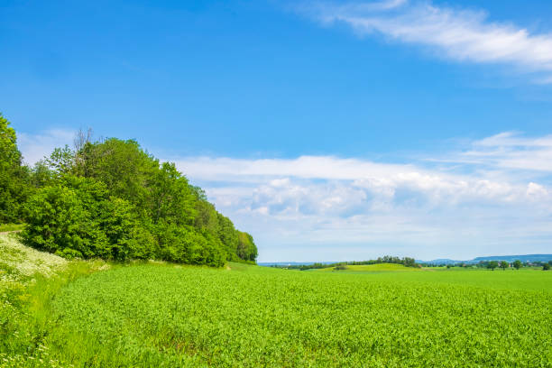 istock Forest edge at a green field 1527551832