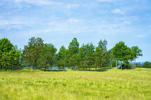 Tree grove on a summer meadow