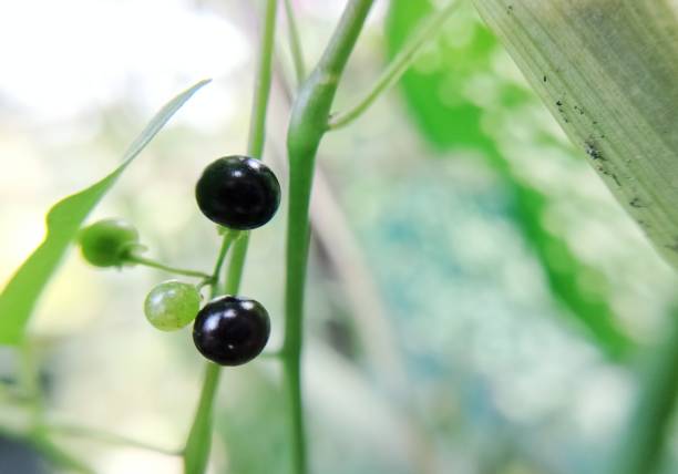 black fruit jaltomata procumben plant with black fruit cardamine bulbifera photos stock pictures, royalty-free photos & images