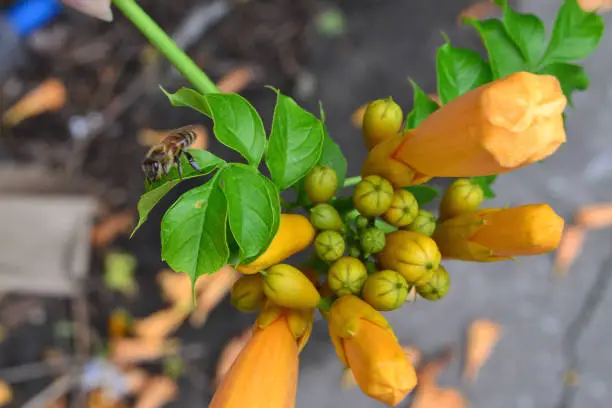 Photo of beautiful orange flowers on the bushes and a bee on them