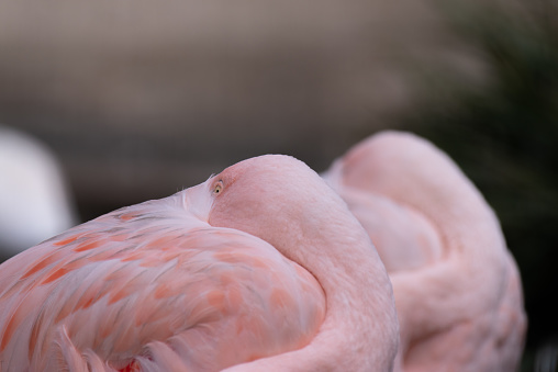sleeping flamingo