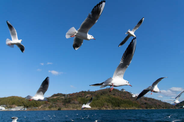 istock A flock of black-headed gulls 1527581148