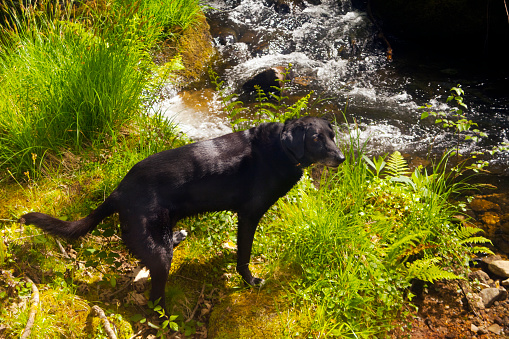 Black dog watching mountain stream, green landscape, flowing water, small cascade,  green moss on stones, hiking route, Lugo province, Galicia, Spain.