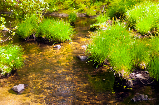 Mountain stream, green landscape, flowing clean water,  green grass, pebbles, hiking route, Lugo province, camino de santiago,  Galicia, Spain.