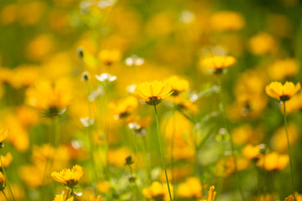 istock Small bright yellow flowers in the sun 1527628567